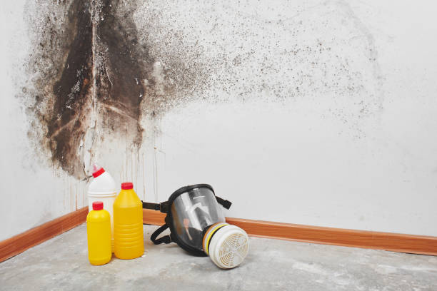 Best Home Mold Removal  in Jensen Beach, FL