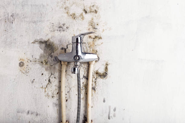 Best Certified Mold Removal  in Jensen Beach, FL