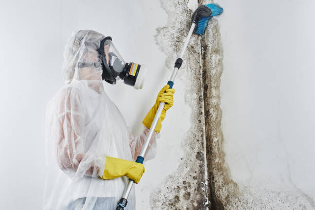 Home Mold Removal in Jensen Beach, FL