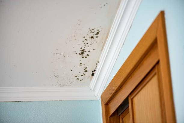 Certified Mold Removal in Jensen Beach, FL