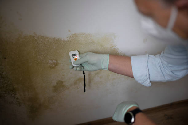 Best Toxic Mold Removal  in Jensen Beach, FL