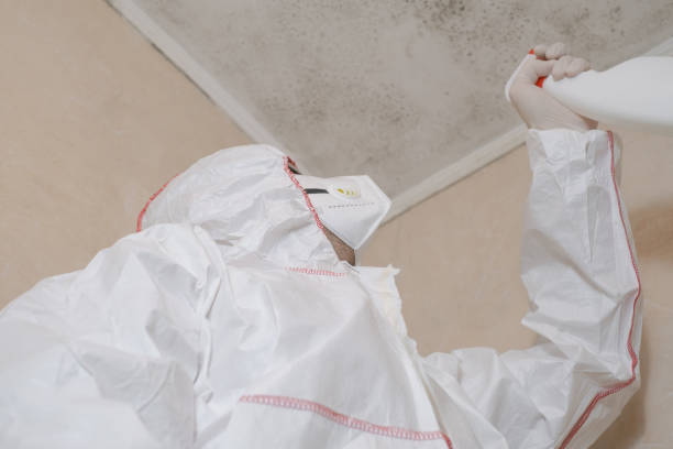 Best Professional Mold Removal  in Jensen Beach, FL