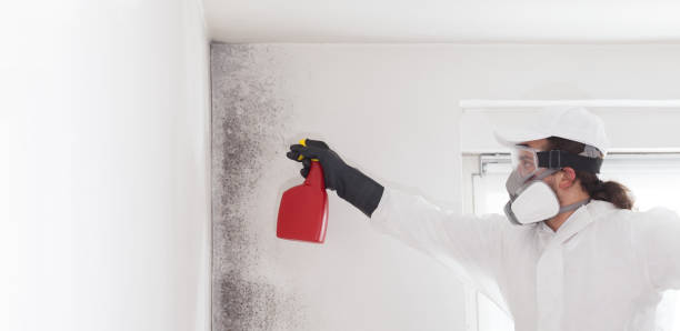 Best Office Mold Removal Services  in Jensen Beach, FL